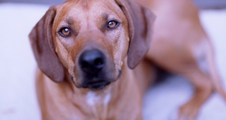 False pregnancies are common among dogs.