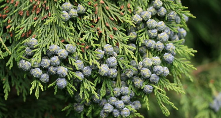 The yew and the juniper bear fruit.