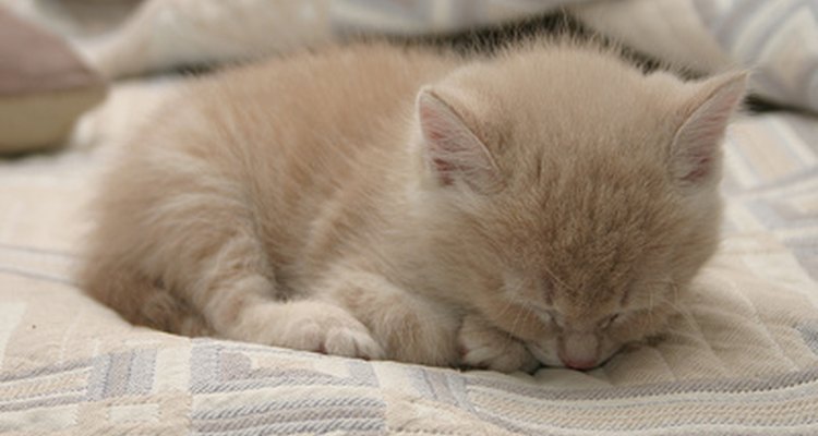 Los gatitos recién nacidos no pueden controlar su temperatura del cuerpo, por lo que necesitan un ambiente cálido.
