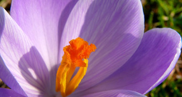 The brightly coloured petals attract insects and birds to cause pollination.
