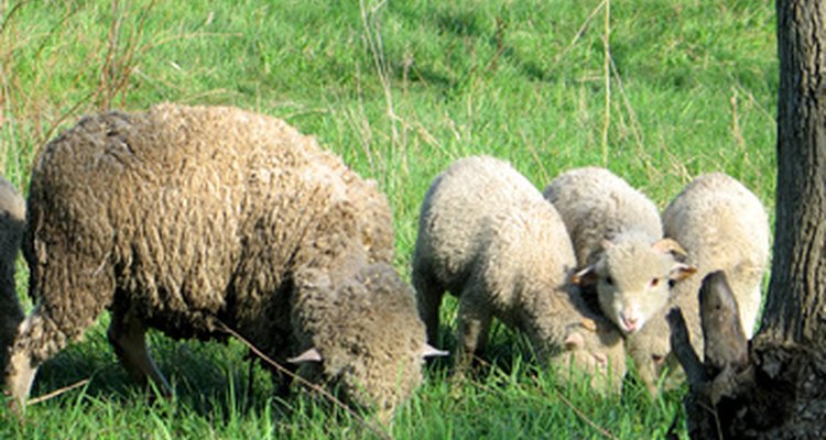 La lanolina anhidra está hecha de lana de oveja por varios fines.