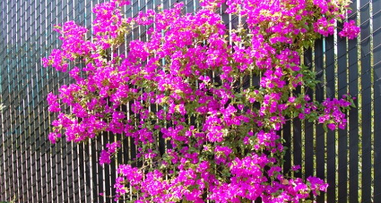 Bougainvillea grows well trellised and has colourful blooms.