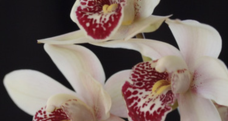Cymbidium orchids are popular in the United States.