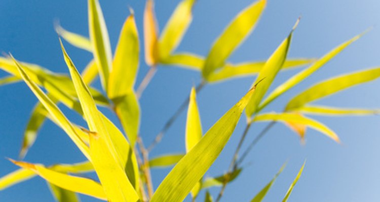 Bamboo is easy to propagate from cuttings.