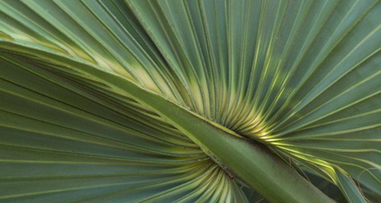 La palma enana americana contiene fitoesteroles que bloquean naturalmente la DHT.