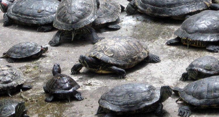 Red-eared sliders often congregate while basking.