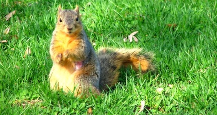 Esquilos comuns gostam de sementes de girassol