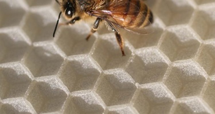 Make sure you know your state's laws regarding beekeeping.