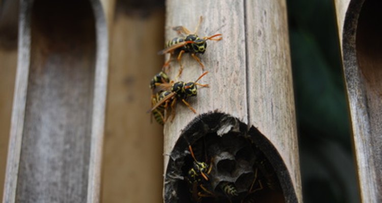 Look for wasp nests inside large wooden holes.