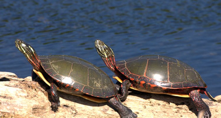 Uma grande parte das espécies de tartarugas podem ser consideradas cágados