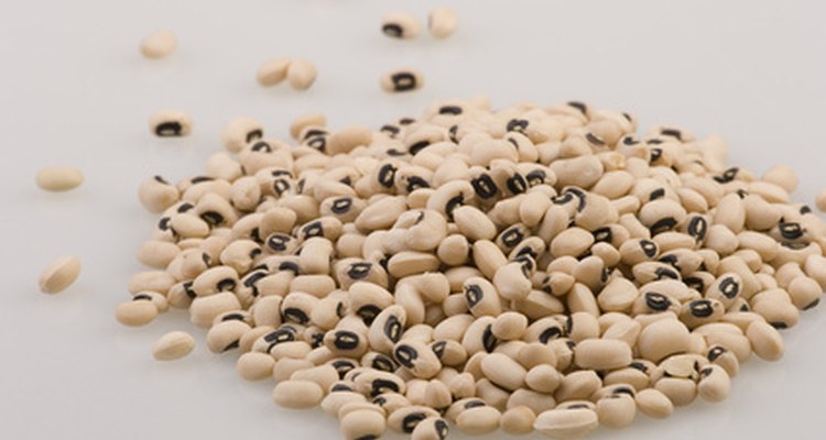 Black-eyed beans are an important addition to your new bean weevil culture.