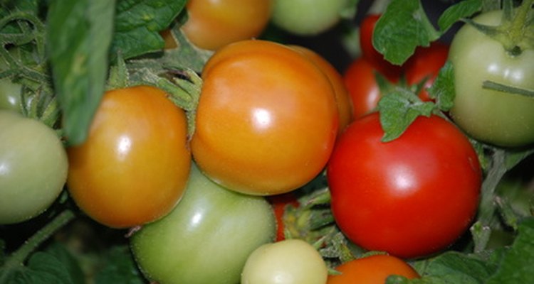 Os tomates são ricos em licopeno antioxidante