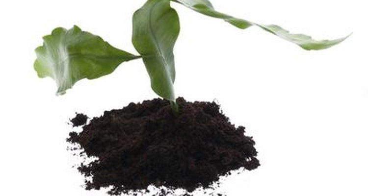 Growing seedlings or house plants with S.A.D. lights is very easy.