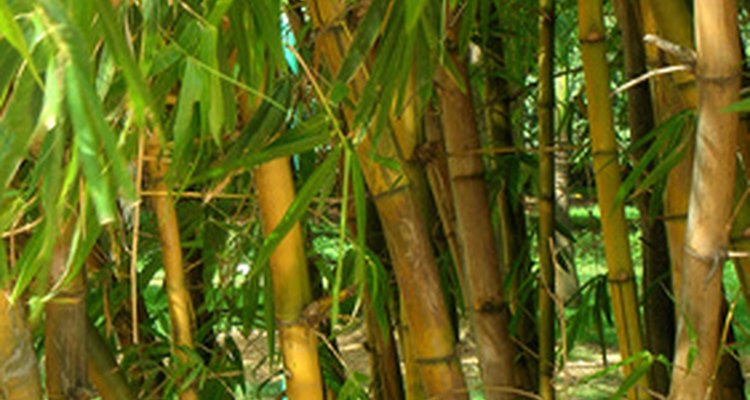 O bambu