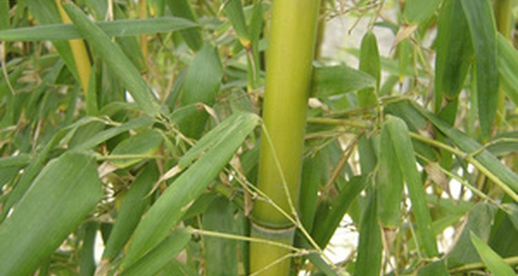 Bambu selvagem cresce em muitas áreas dos Estados Unidos