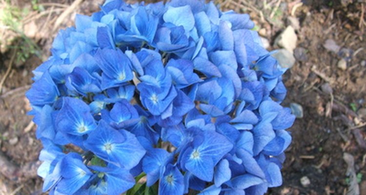 Las hortensias azules pueden ser de color rosa o púrpura.