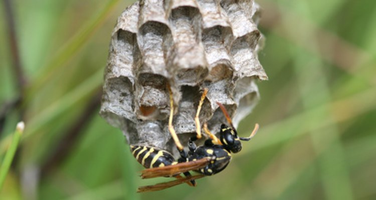 Las chaquetas amarillas se alimentan de insectos y arañas.