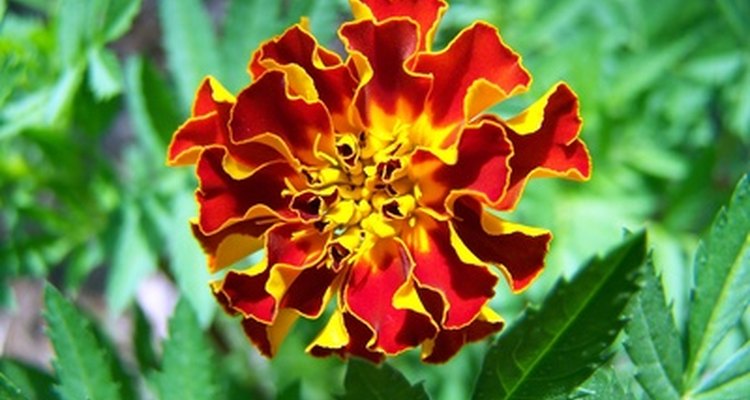 Marigolds are hardy flowers that grow well throughout the summer months.