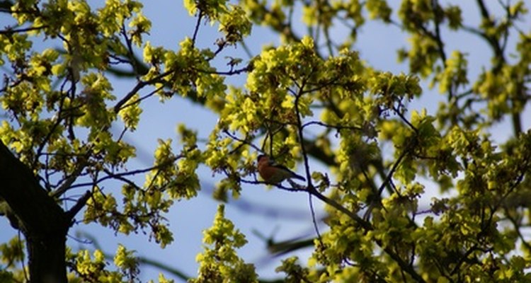 Bullfinches eat seeds and insects, and will also strip flower buds from fruit trees.