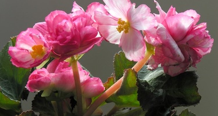 La begonia es una flor imperfecta y, por lo tanto, incompleta.