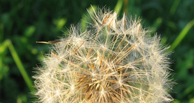 Weed and feed kills lawn weeds, but can be toxic.