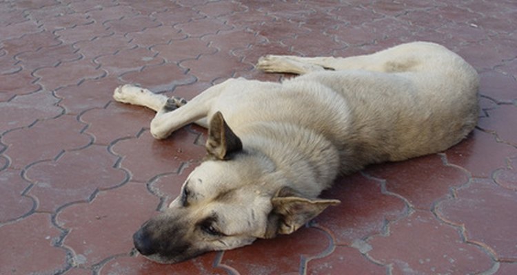 An elderly dog who sleeps all day and paces at night may be sundown.