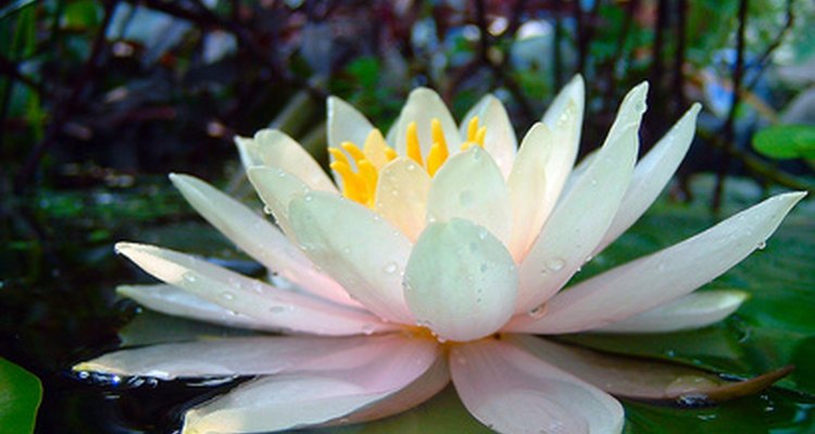 Water lily flower