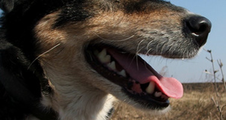 Saiba mais sobre a síndrome vestibular canina