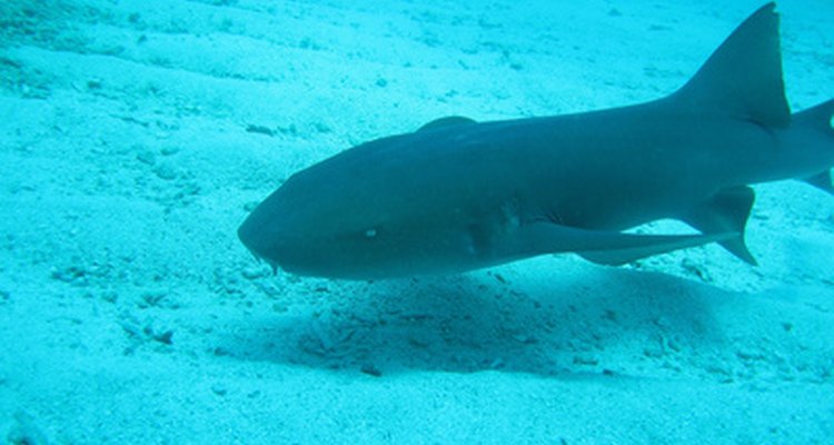 Tubarões tendem a ter barbatanas dorsais retas e triangulares, que podem ser dentadas ou irregulares