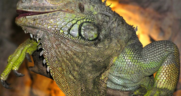 Animals that live in harsh climates have adapted to survive