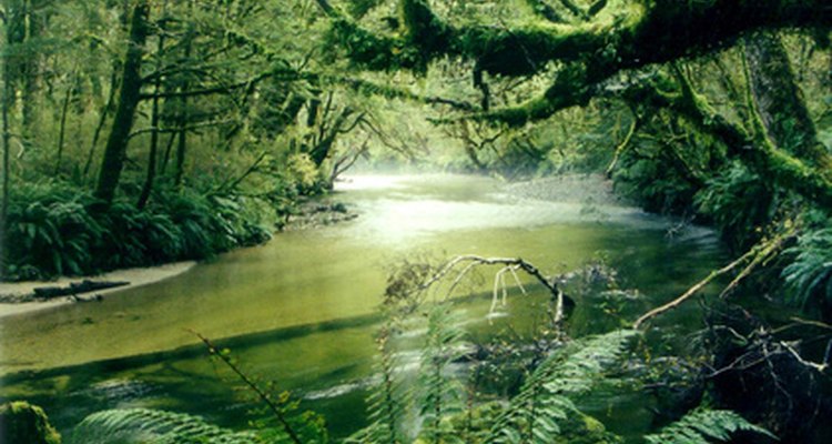 There are thousands of plant species in the rainforest.