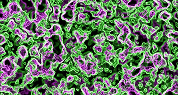 Bacteria are prokaryotes, meaning that they do not have a true nucleus.
