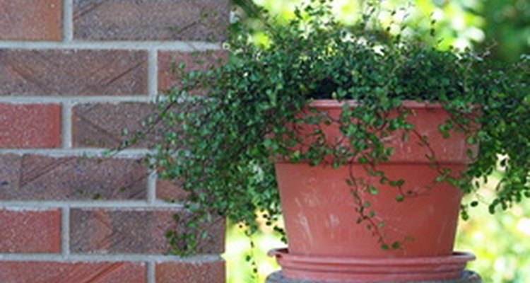 Fill a patio planter for floral splendour.
