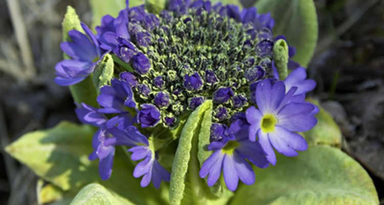 Yellowing leaves may indicate disease.
