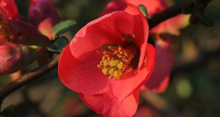 A flower appears on the quince bush before fruit.