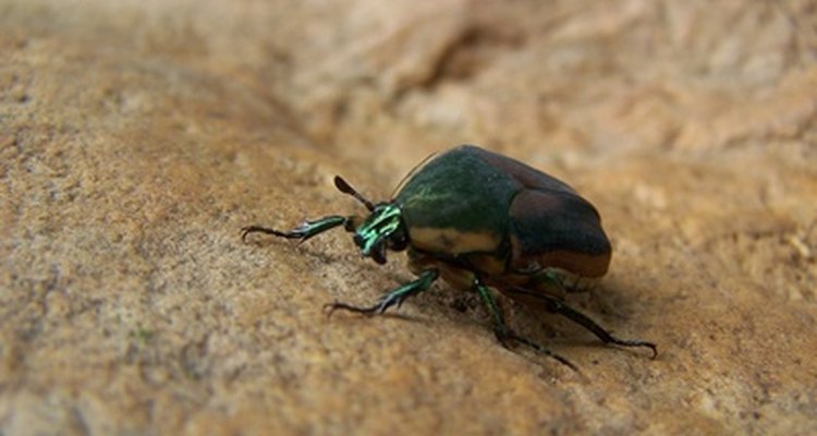 Escarabajos.
