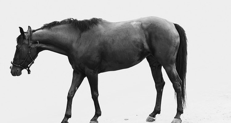 Las infecciones y disfunciones renales pueden presentarse en caballos, dando lugar a graves complicaciones de salud si no se identifican y se tratan adecuadamente.