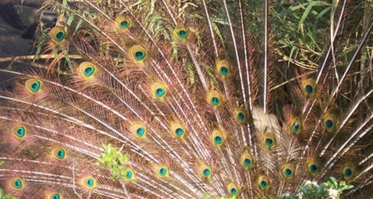 Las plumas de pavo real simbolizan diversas cosas para diferentes culturas.