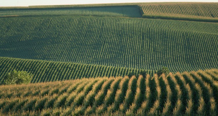 You can paint cornfields with a variety of red and yellow colours.