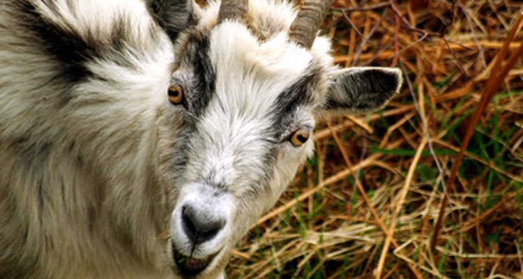 Usar el antiparasitario Ivomec en cabras no es difícil y puede ayudar a restaurar la salud y vitalidad de tu rebaño con una simple dosis.