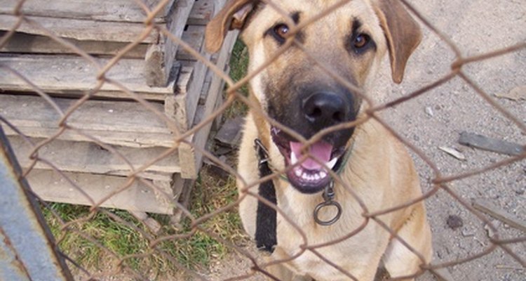 Los perros de raza mixta a menudo tienen características identificables de las razas populares.
