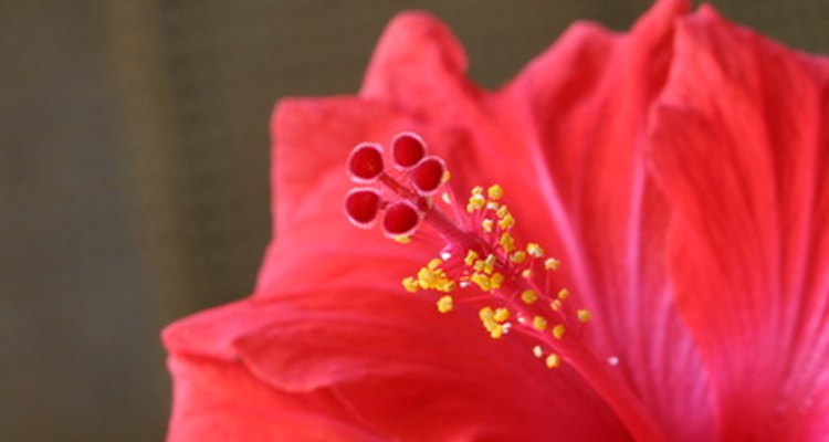 Plant Lavatera Mallow in direct sunlight.