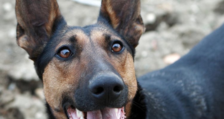 German shepherds are prone to degenerative myelopathy.