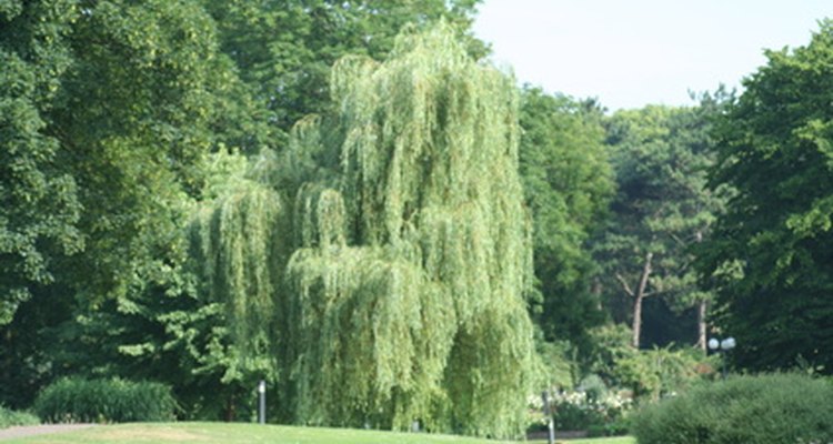 The weeping willow needs lots of space.