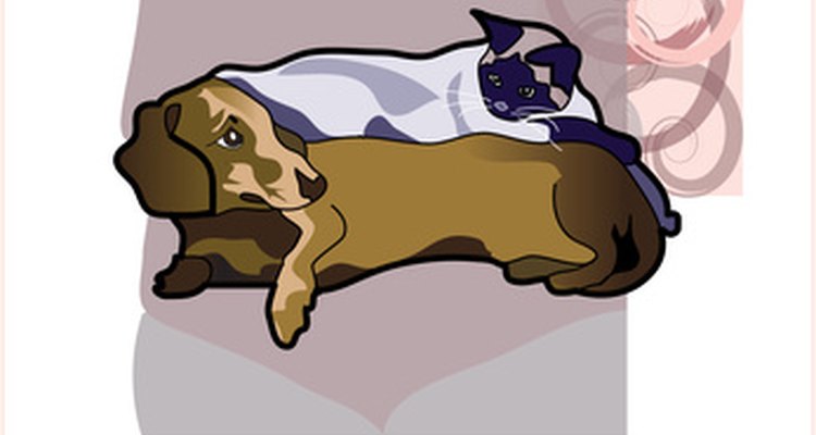 Dale a tu perro o gato alimentos sanos.