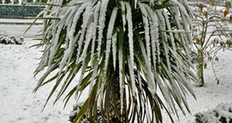 Cordyline australis is hardier than many subtropical plants and can stand a brief freeze.