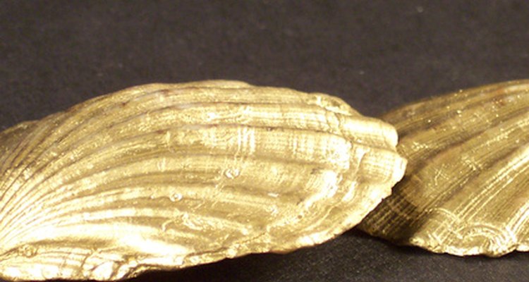 The ridges on a shell can help in calculating age.