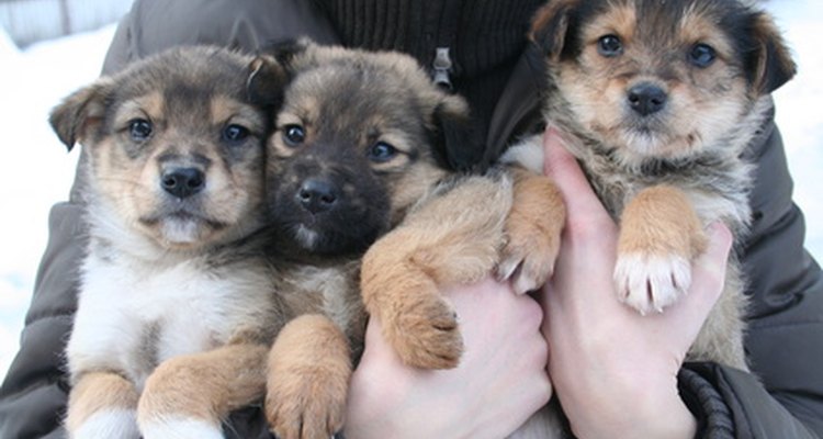 La mejor manera de criar unos cachorros sanos es proporcionar una buena nutrición a su mamá.