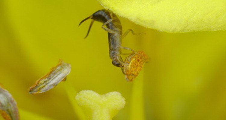 Las tijeretas se alimentan tanto de insectos como de las flores.