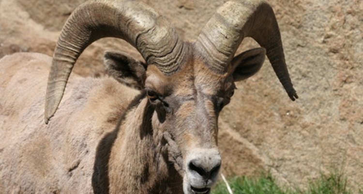 Una economía tradicional se basa en parte en la ganadería de animales como las cabras.